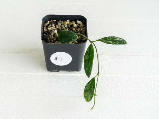 Hoya lima (Splash) | 2-Inch