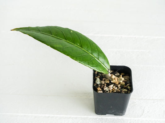 Hoya Sanghir NAD001 | 2-Inch