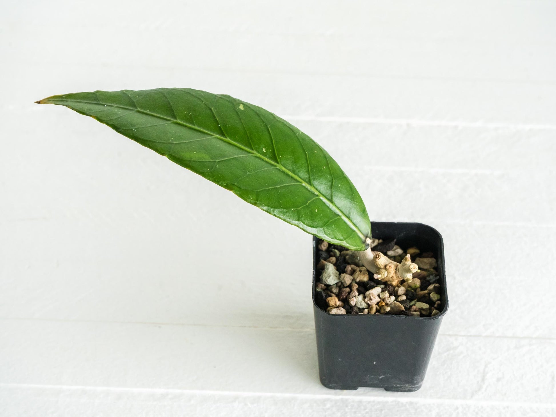 Hoya Sanghir NAD001 | 2-Inch