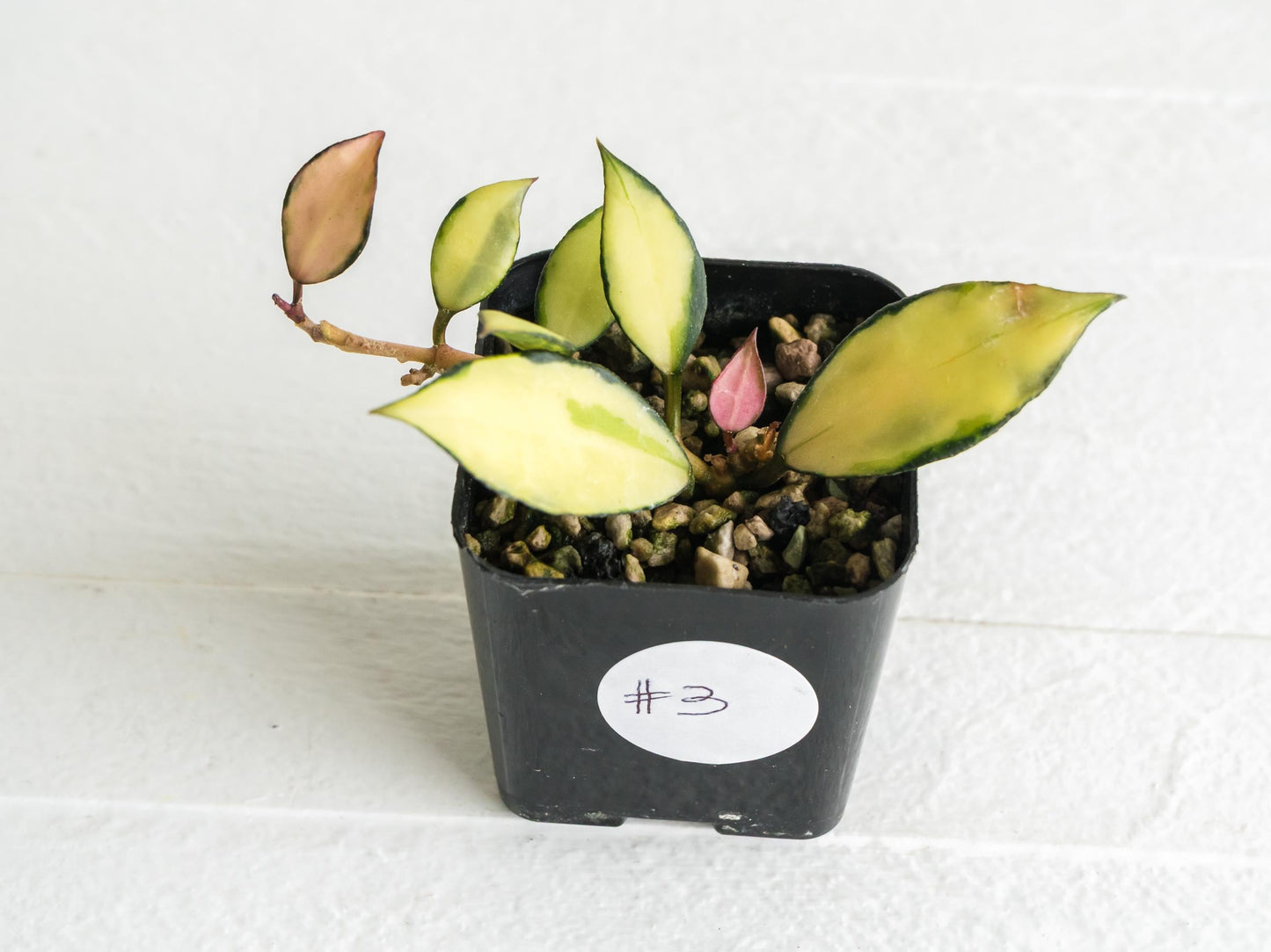 Hoya lacunosa 'Souma' | 2-Inch