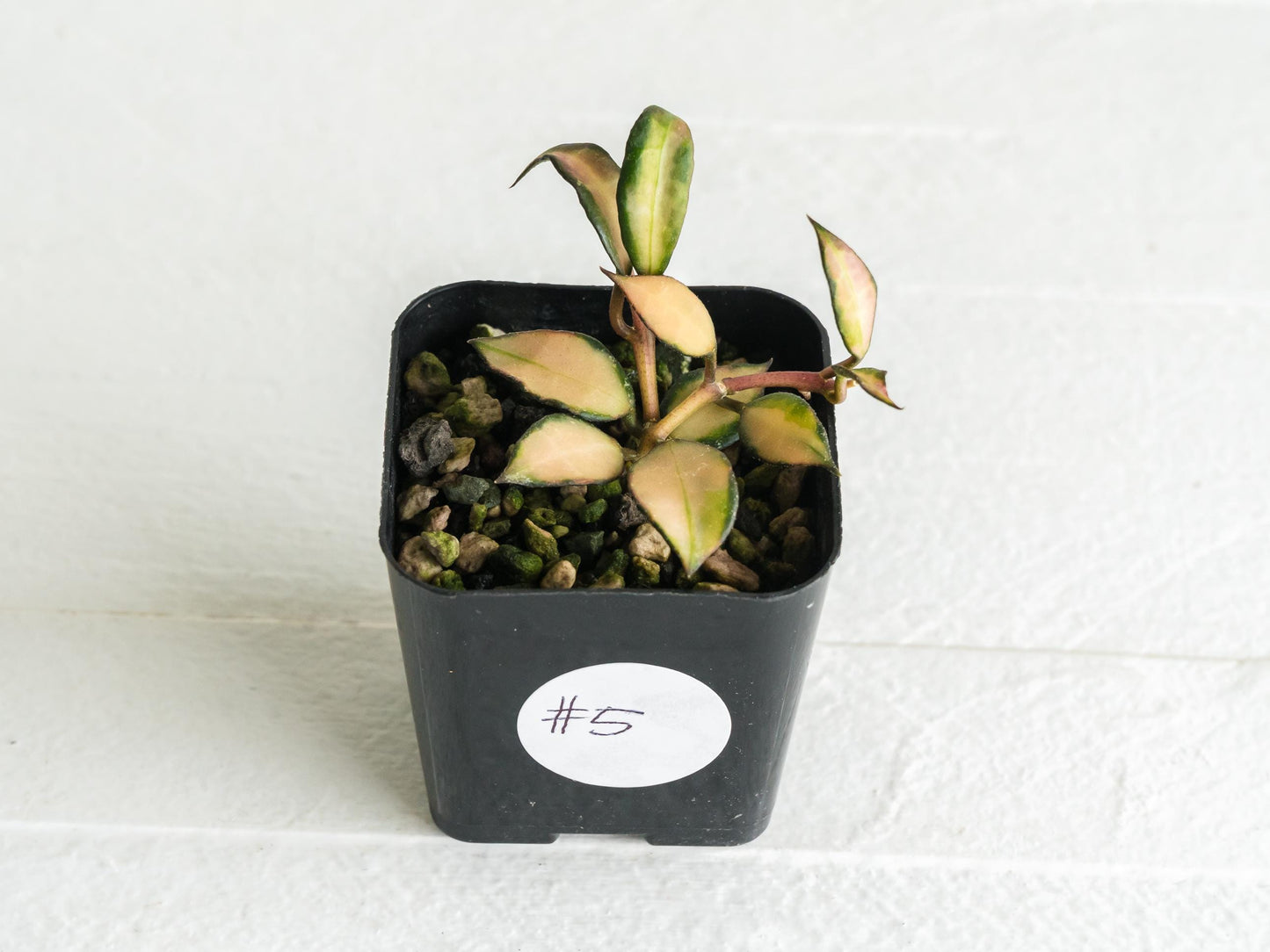 Hoya lacunosa 'Souma' | 2-Inch