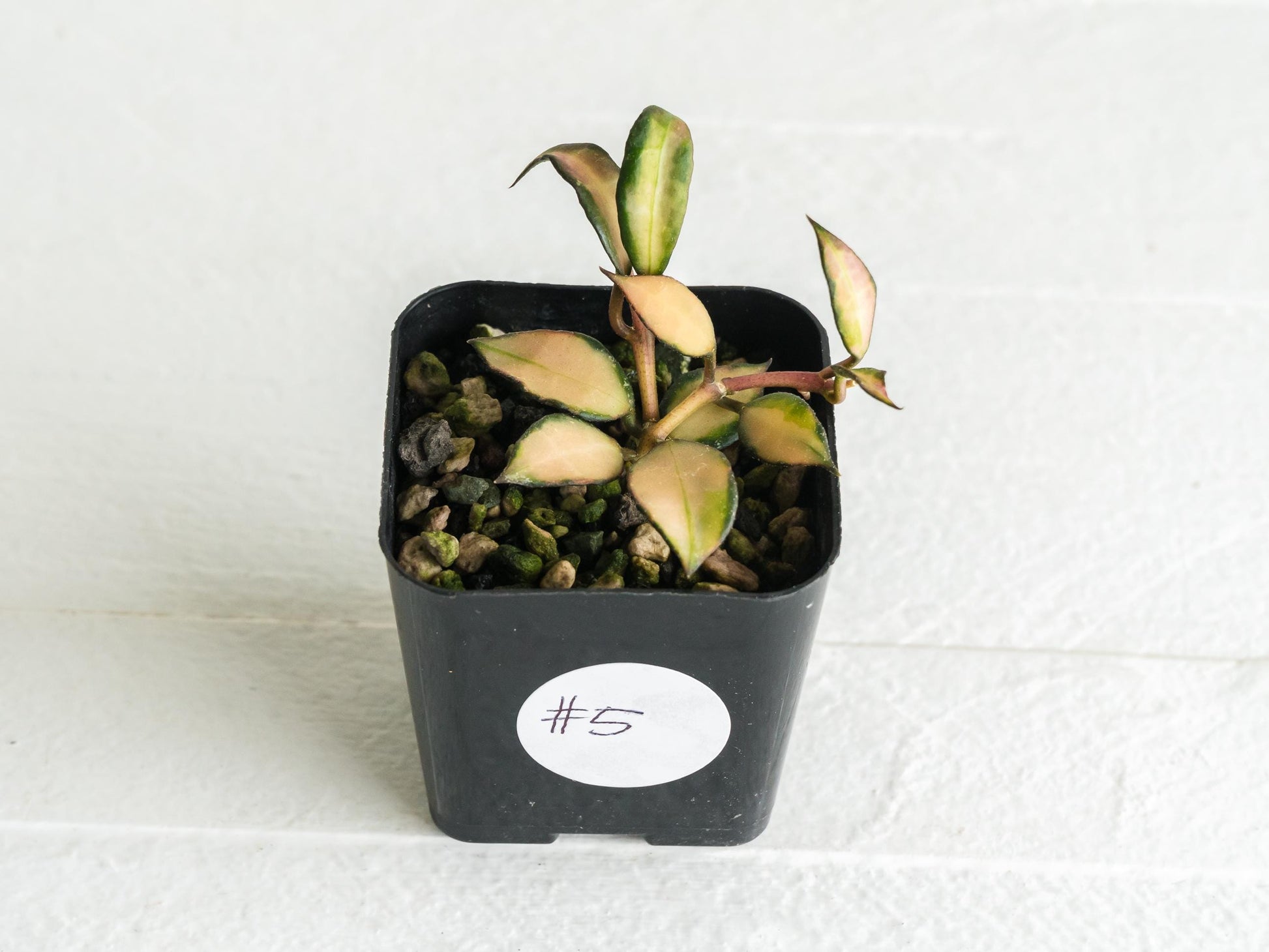 Hoya lacunosa 'Souma' | 2-Inch