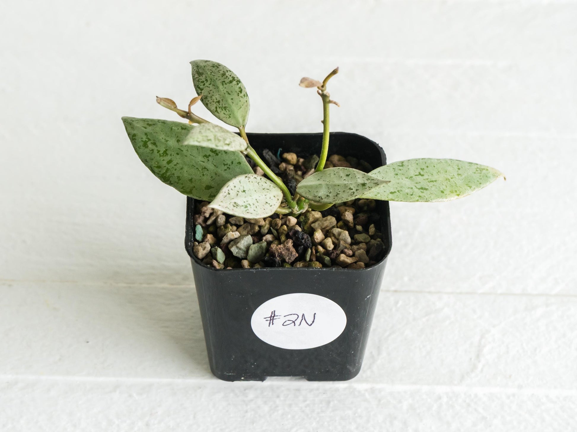 Hoya lacunosa 'Silver Lime' | 2-Inch