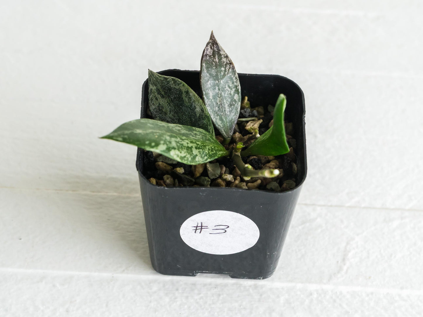 Hoya 'Rebecca' (Splash) | 2-Inch