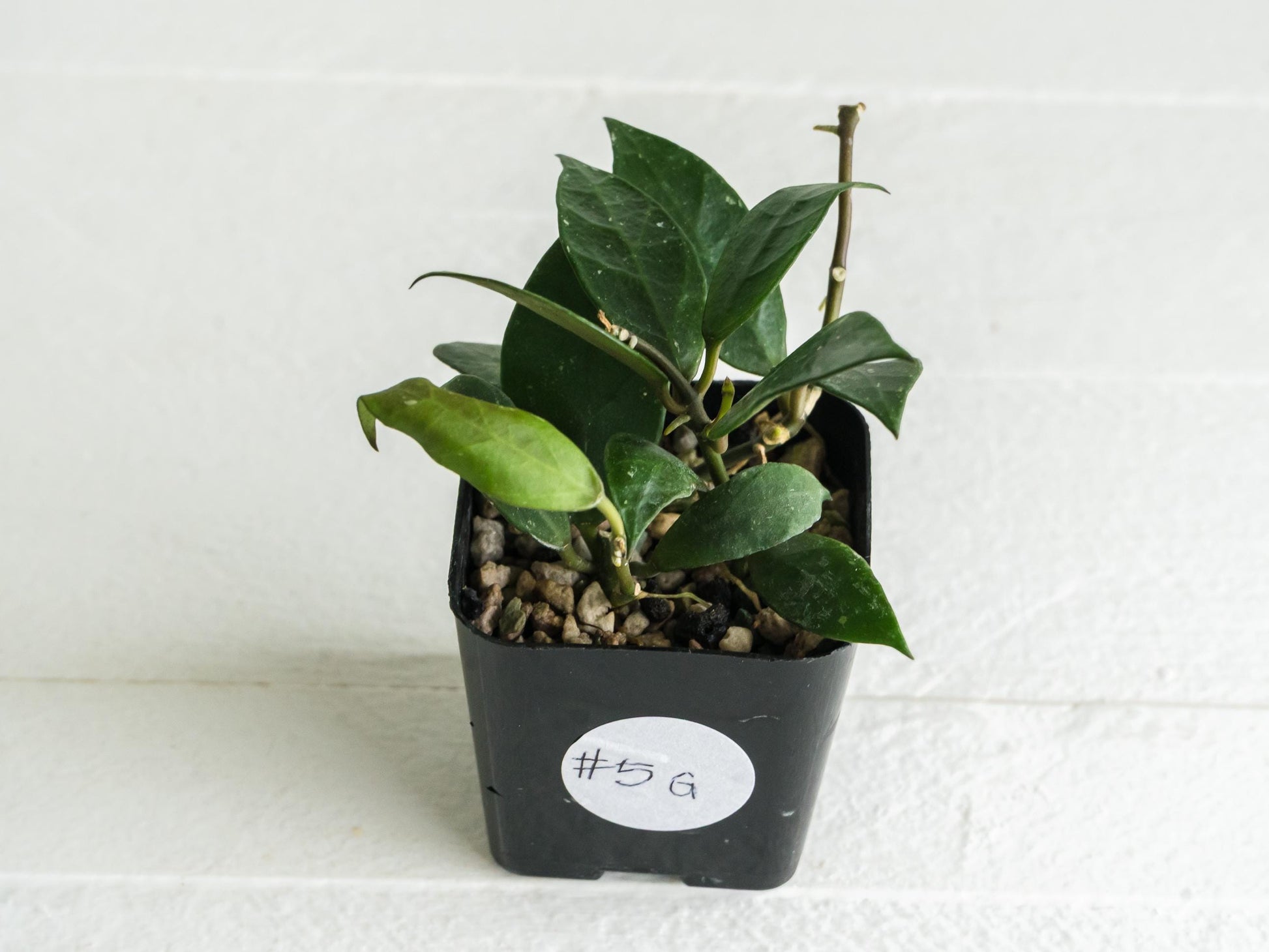 Hoya 'Rebecca' | 2-Inch