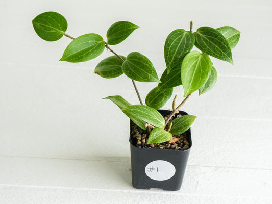 Hoya fitchii (Orange Flower) | 2-Inch