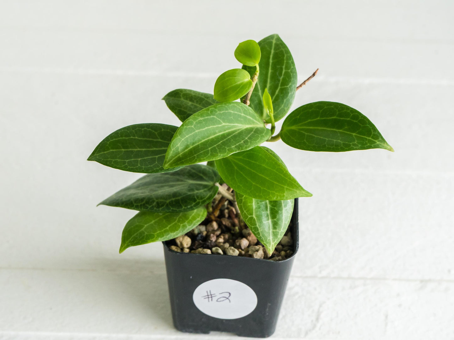 Hoya fitchii (Orange Flower) | 2-Inch