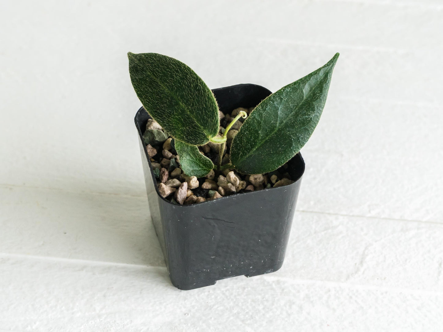 Hoya patella (Pink Flower) IML-1096 | 2-Inch