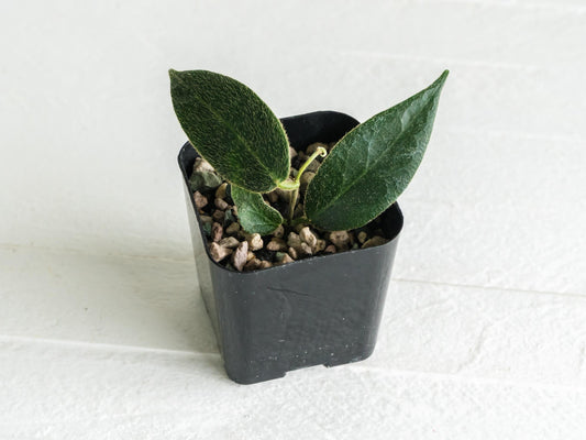 Hoya patella (Pink Flower) IML-1096 | 2-Inch