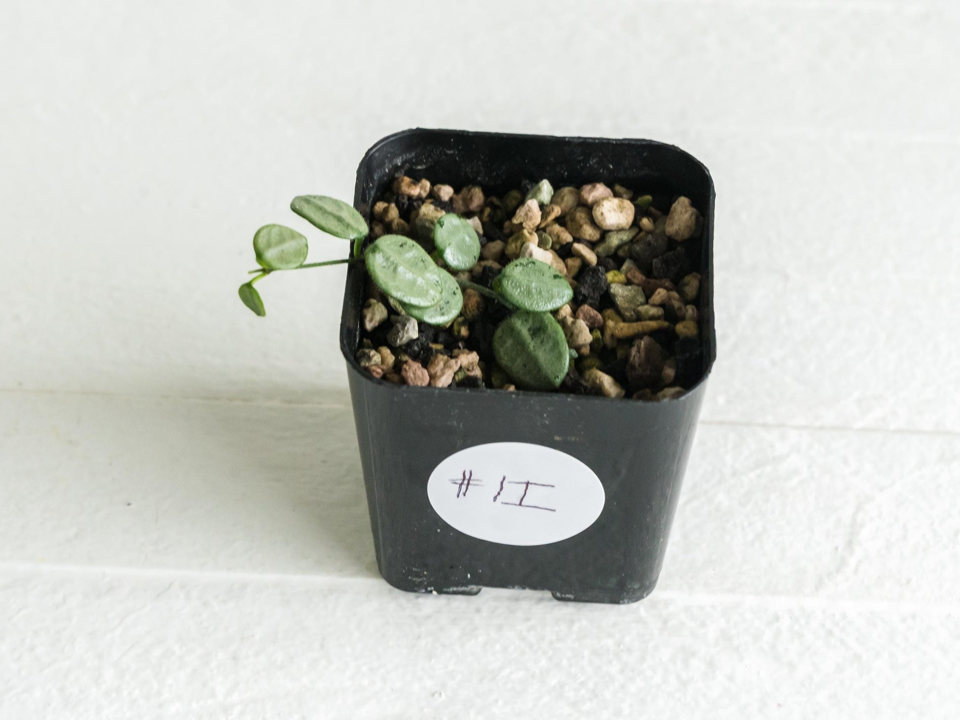 Hoya serpens (Silver) | 2-Inch