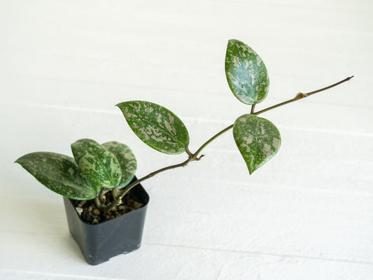 Hoya 'Wibergiae Round Leaf' (DMW-001-C) [verticillata (ex. wibergiea) x unknown] | 2-Inch