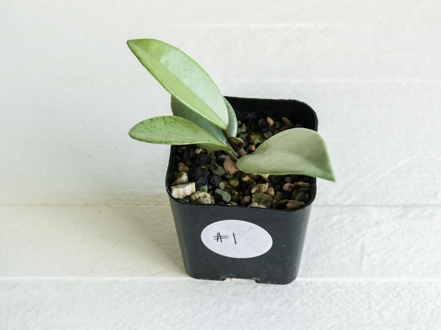 Hoya carnosa 'Wilbur Graves' (Silver) | 2-Inch