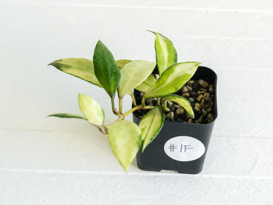 Hoya walliniana (Inner Variegated) | 2-Inch