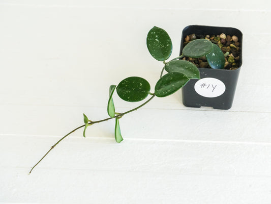 Hoya 'Mathilde' | 2-Inch