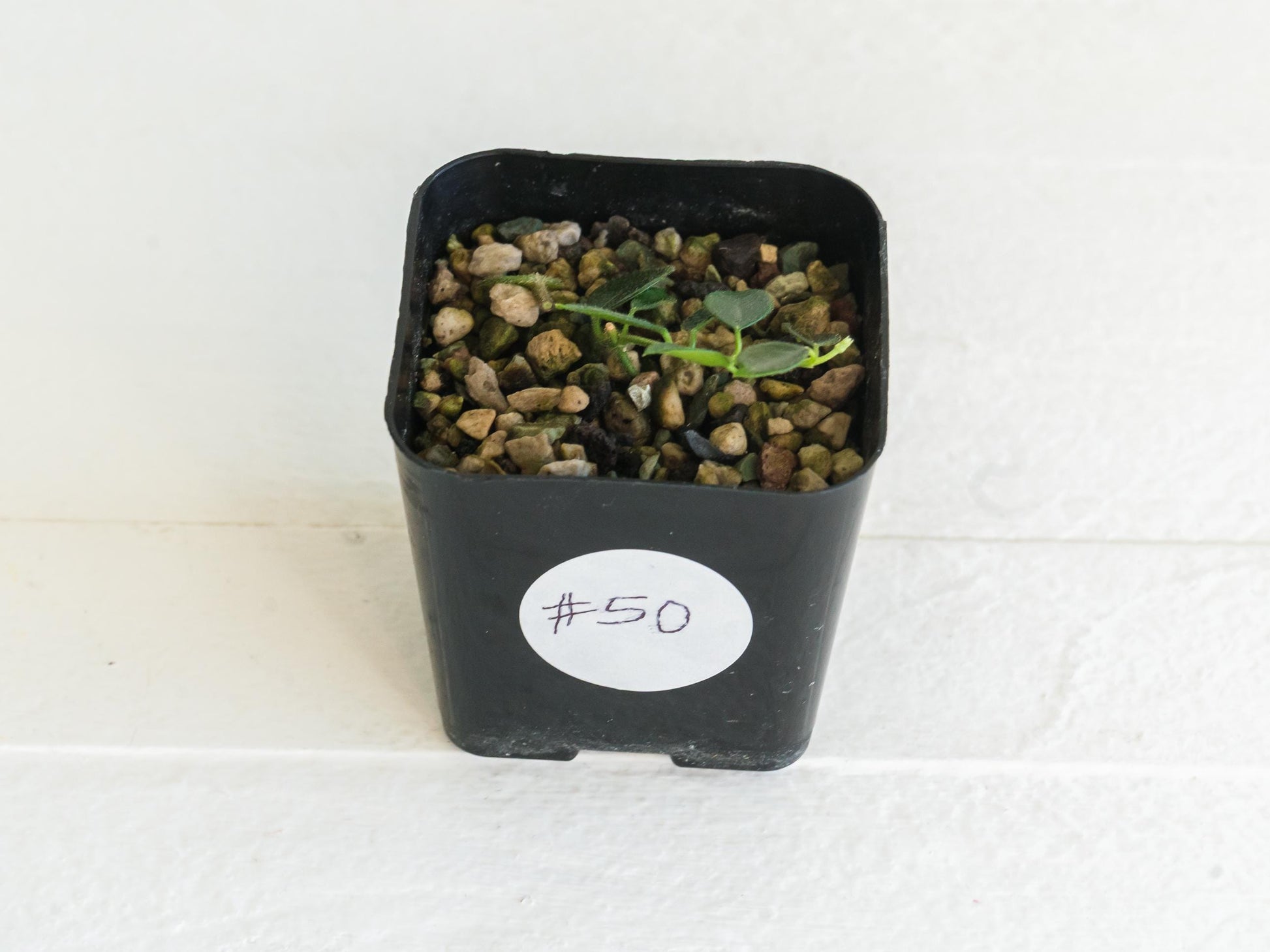 Hoya papua (PNG IM-08) | 2-Inch