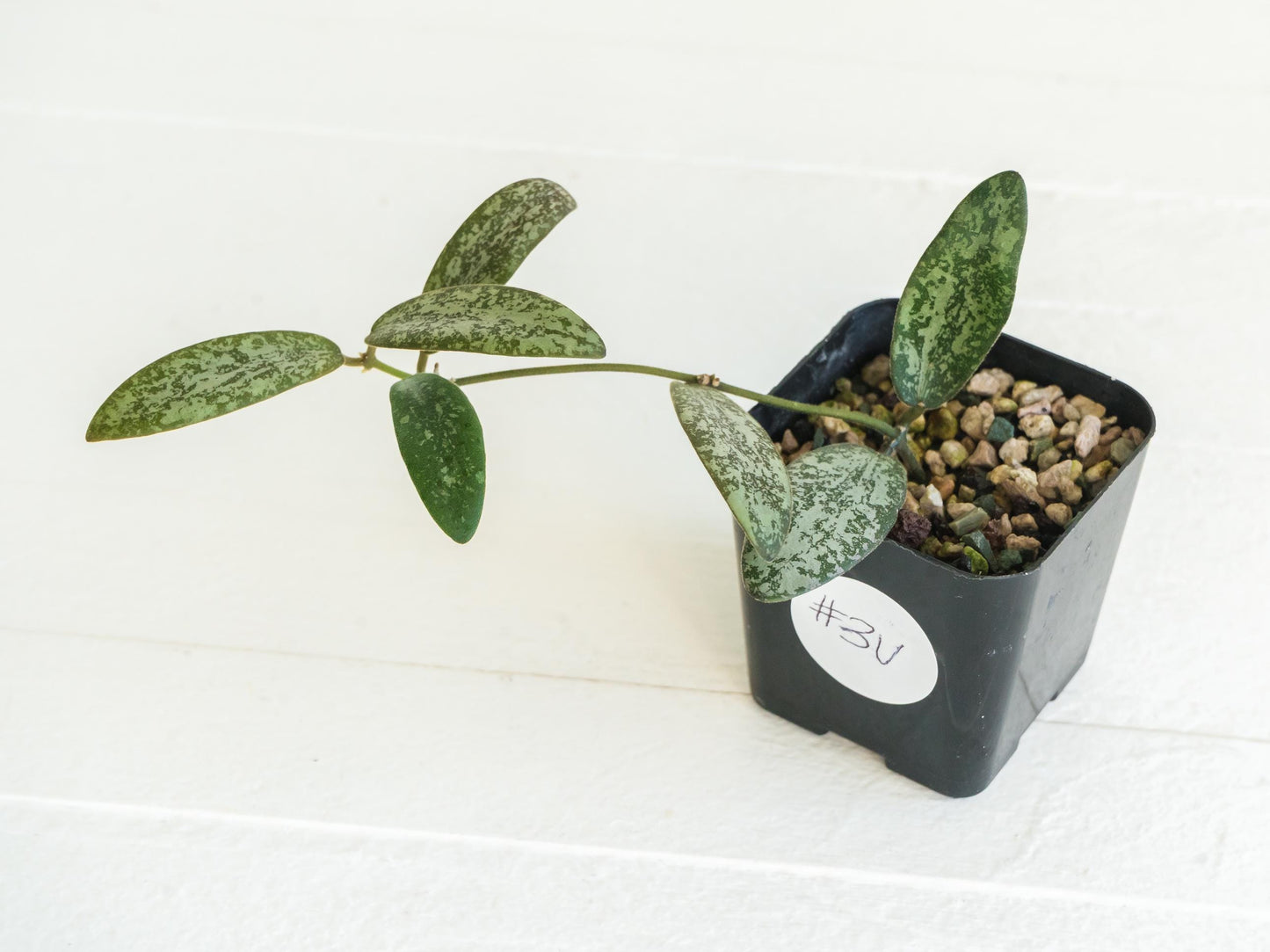 Hoya sigillatis 'Round Leaf' aka sigillatis (Silver) AH001 | 2-Inch