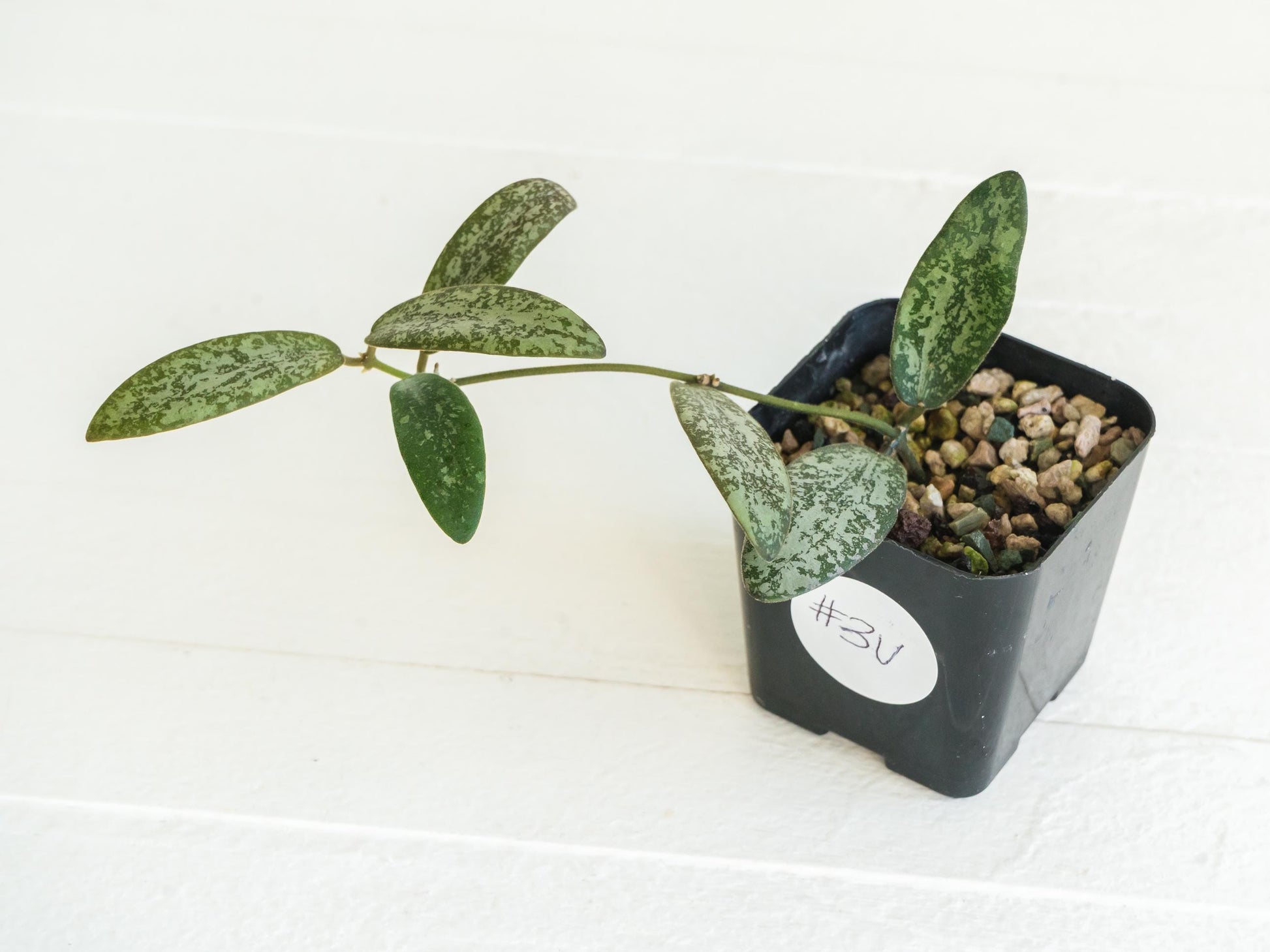 Hoya sigillatis 'Round Leaf' aka sigillatis (Silver) AH001 | 2-Inch