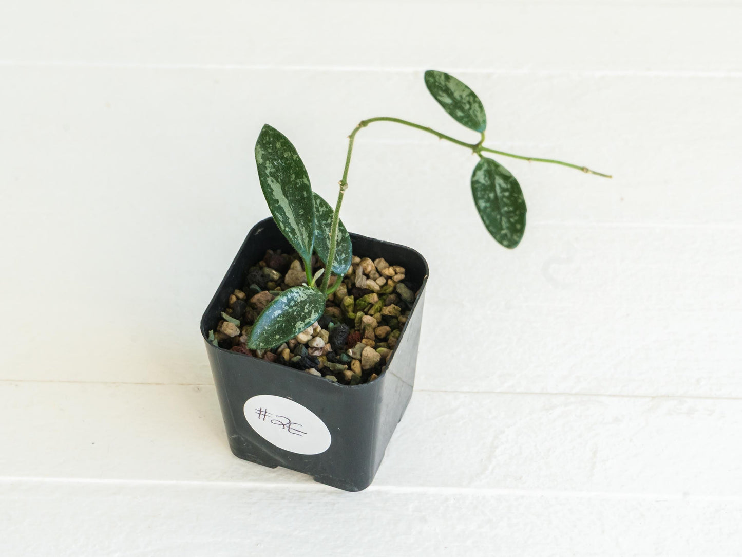 Hoya lima (Splash) | 2-Inch