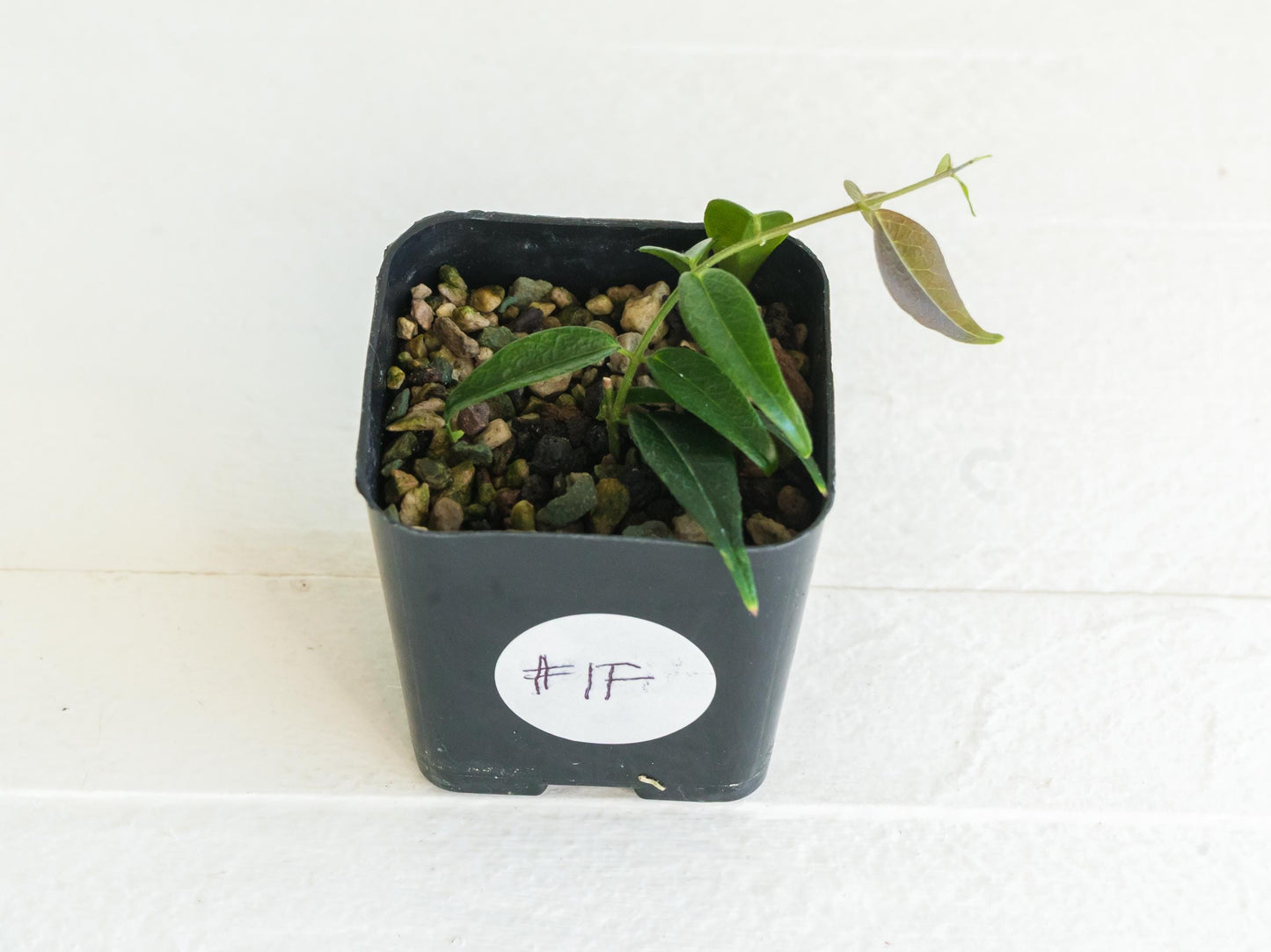 Hoya leucantha | 2-Inch