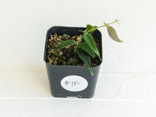 Hoya leucantha | 2-Inch