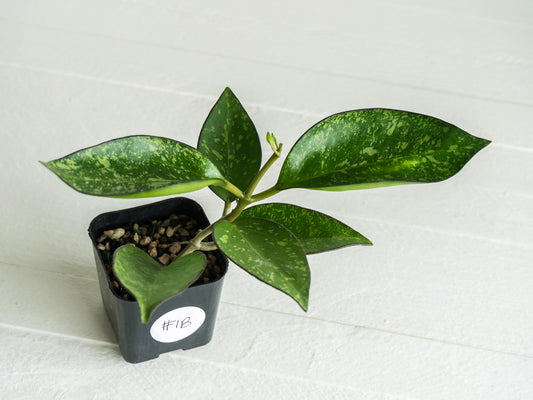 Hoya icensis (Splash) fka Patcharawalai (023) | 2-Inch