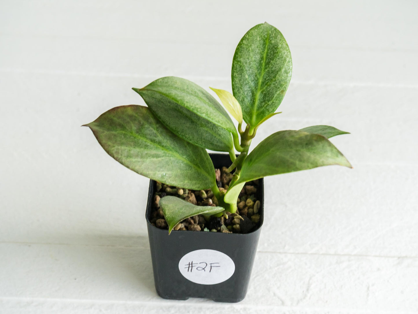 Hoya obscura (Silver) | 2-Inch