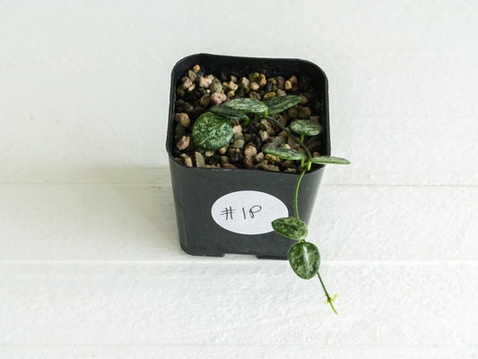 Hoya serpens (Splash) | 2-Inch