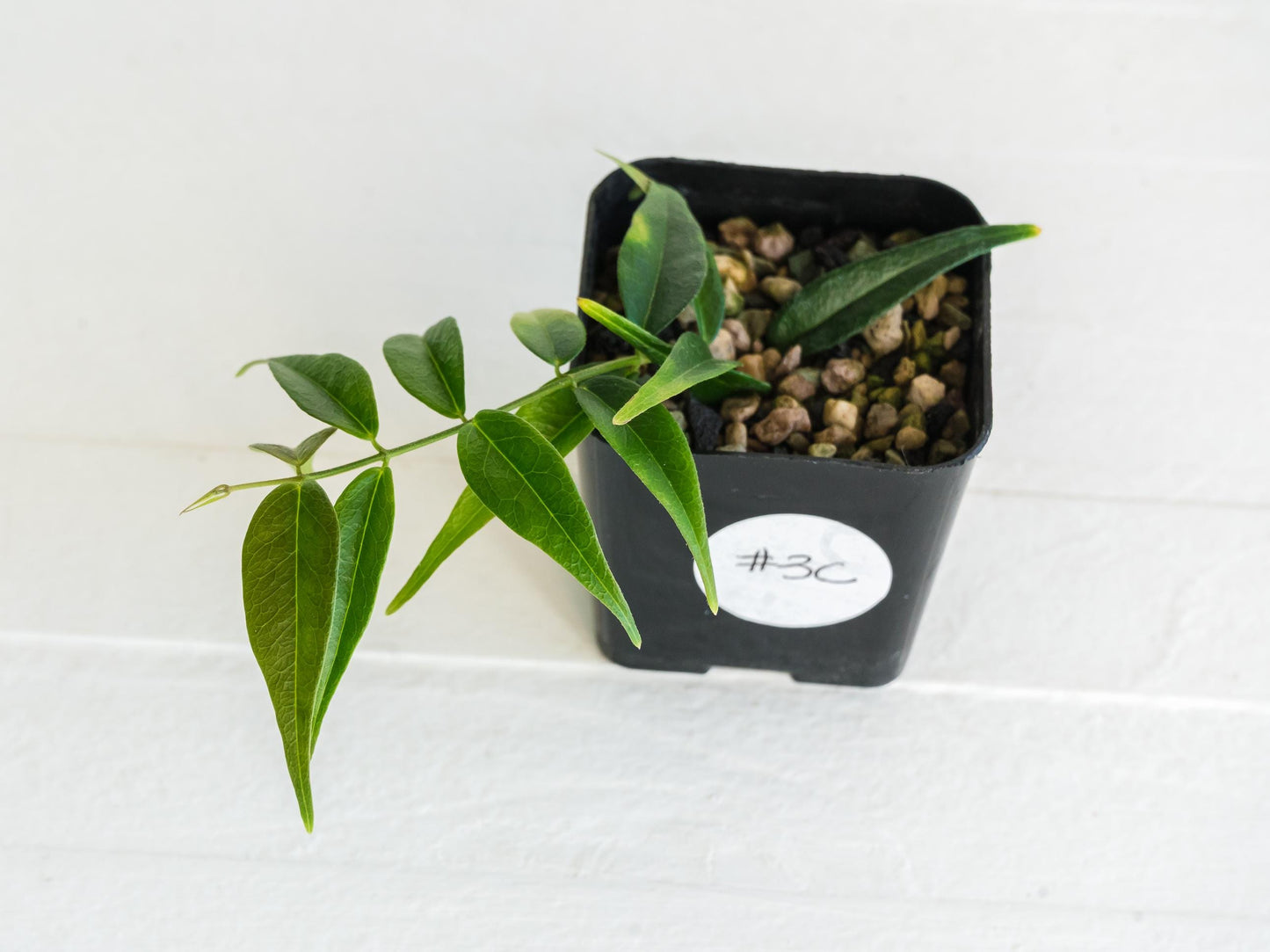 Hoya leucantha | 2-Inch