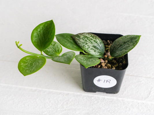 Hoya collina (IR-26) | 2-Inch