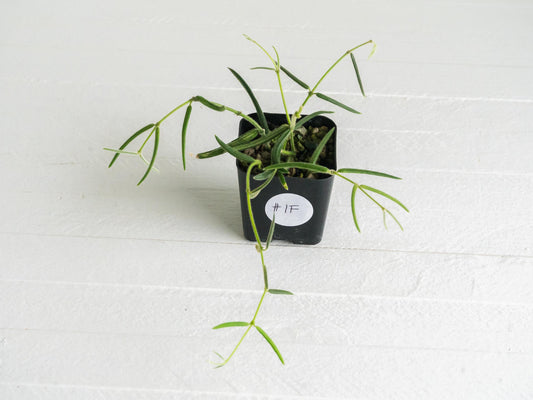 Hoya linearis | 2-Inch