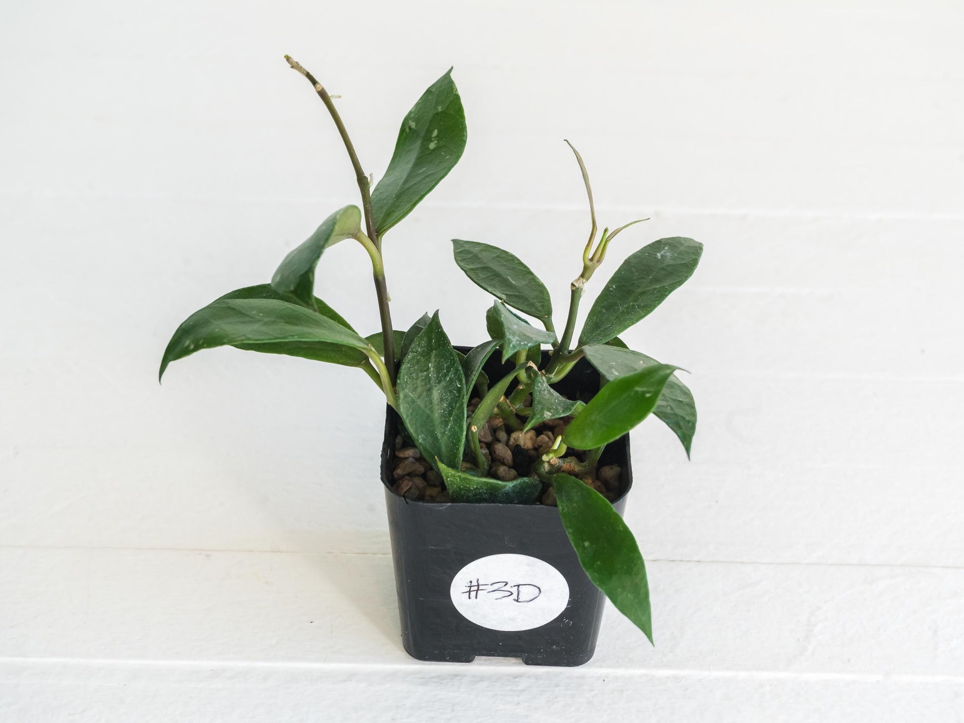 Hoya 'Rebecca' | 2-Inch