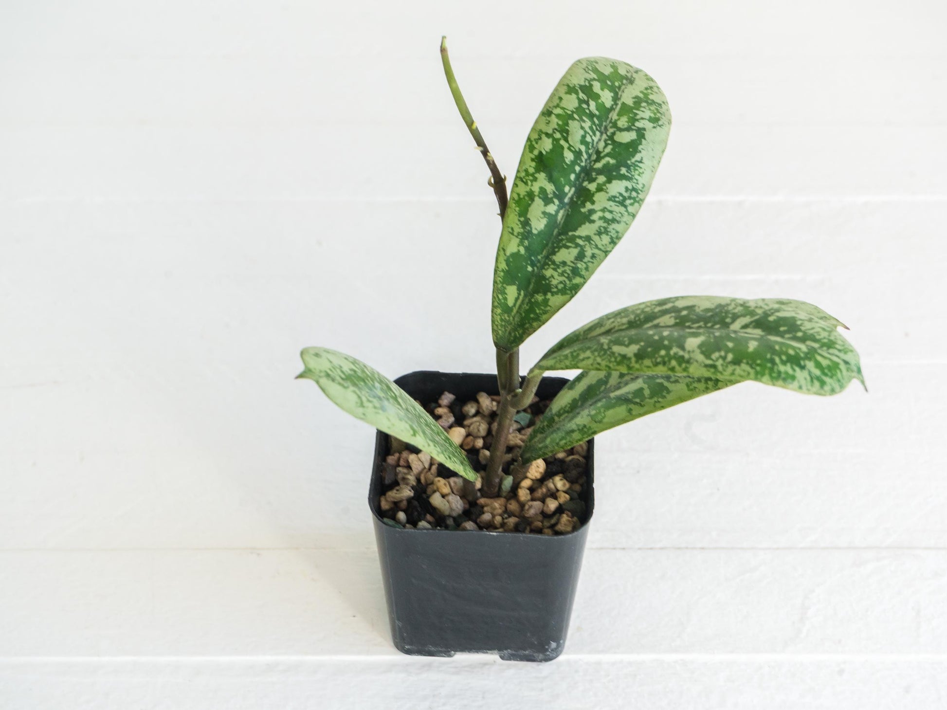 Hoya 'Lorelai' | 2-Inch