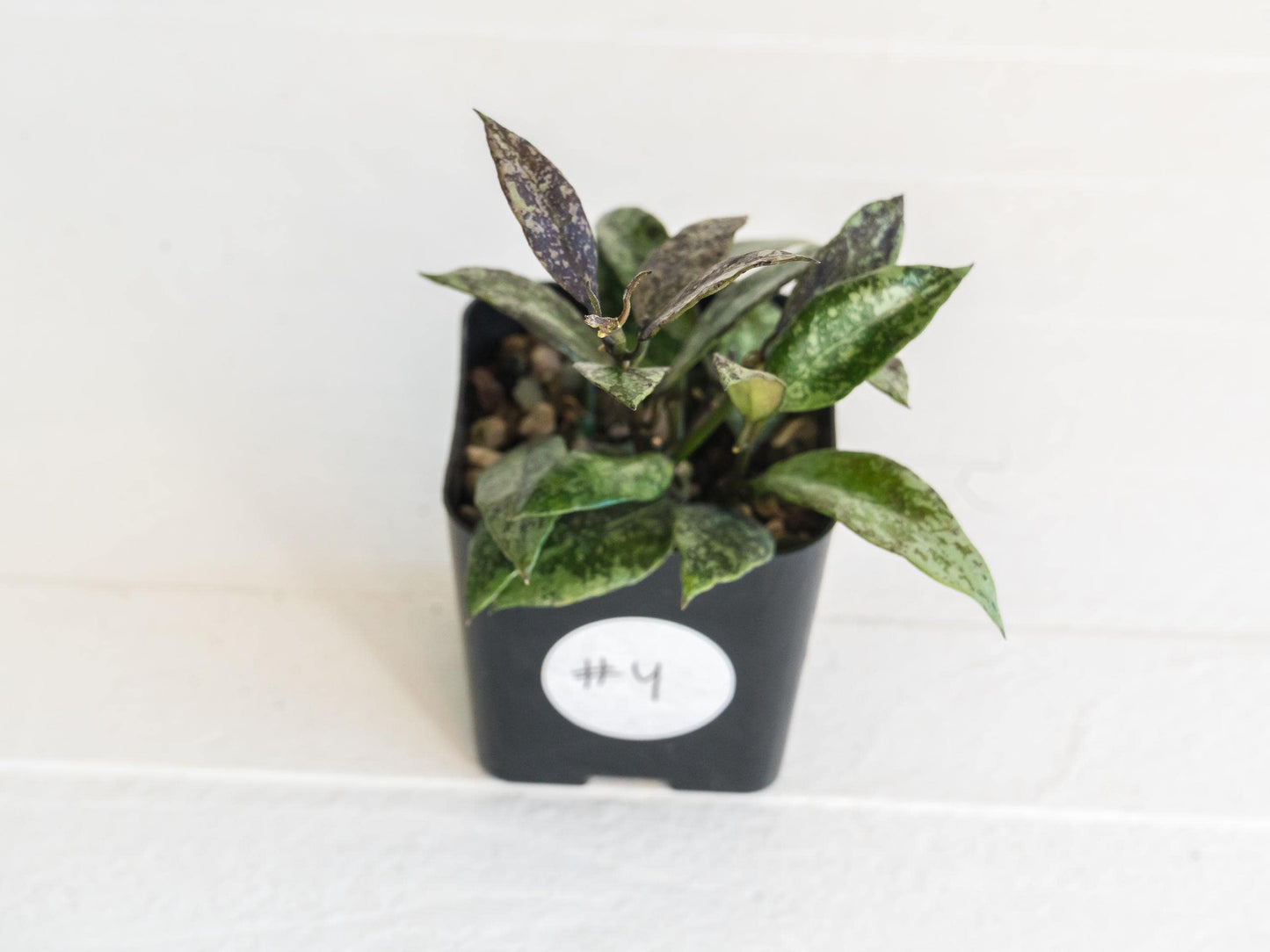 Hoya lacunosa ‘Royal Flush’ | 2-Inch