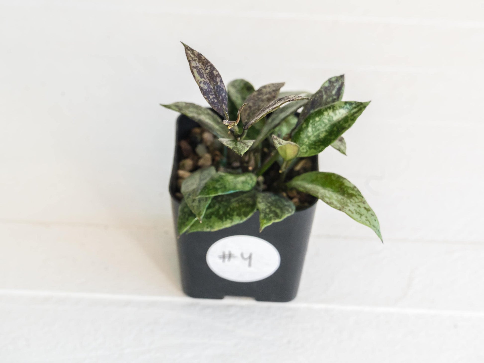 Hoya lacunosa ‘Royal Flush’ | 2-Inch