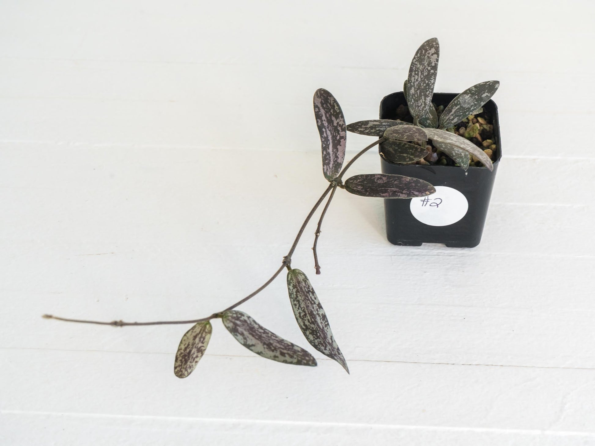 Hoya sigillatis | 2-Inch