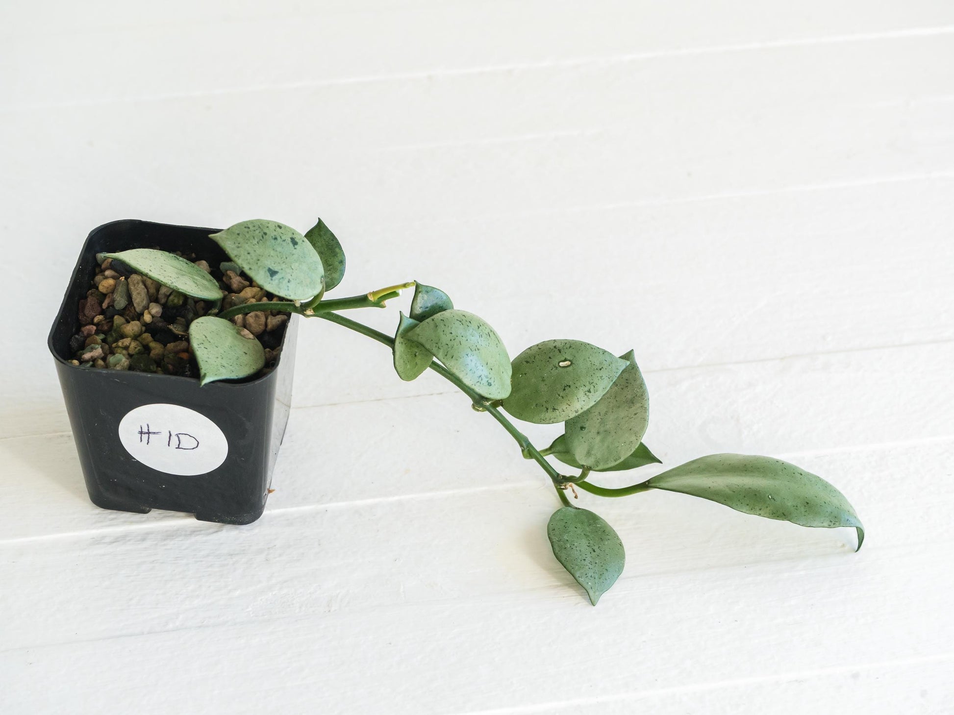 Hoya lacunosa 'Silver Mint Coin' | 2-Inch