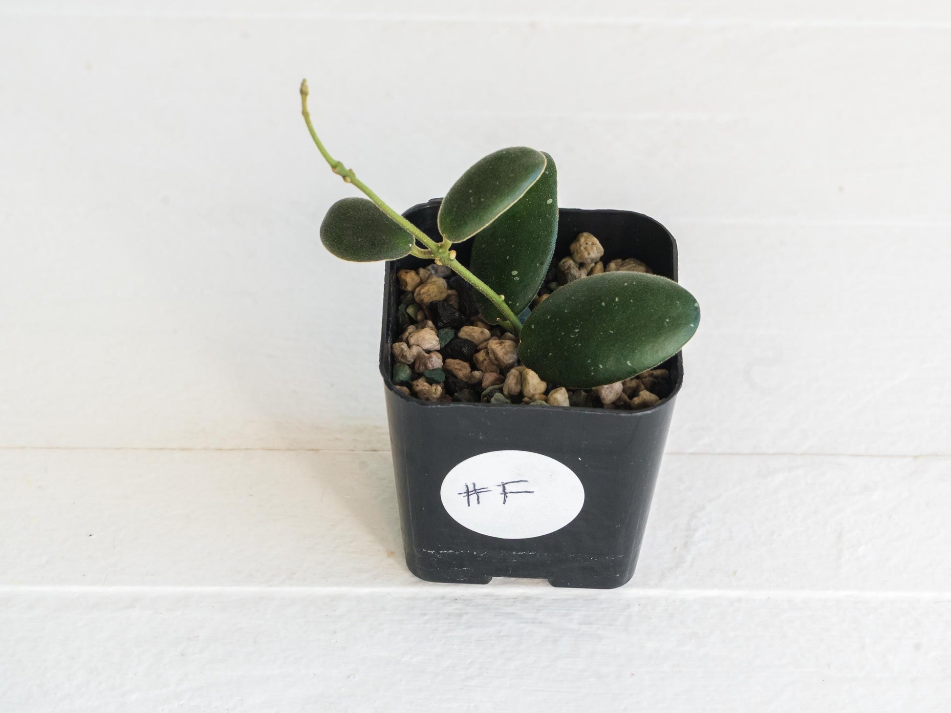 Hoya GPS-7240 | 2-Inch