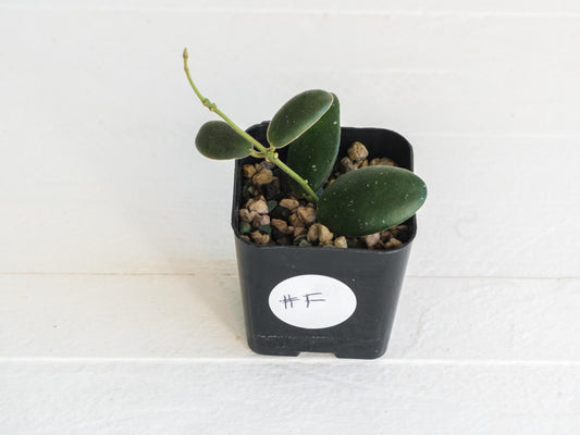 Hoya GPS-7240 | 2-Inch