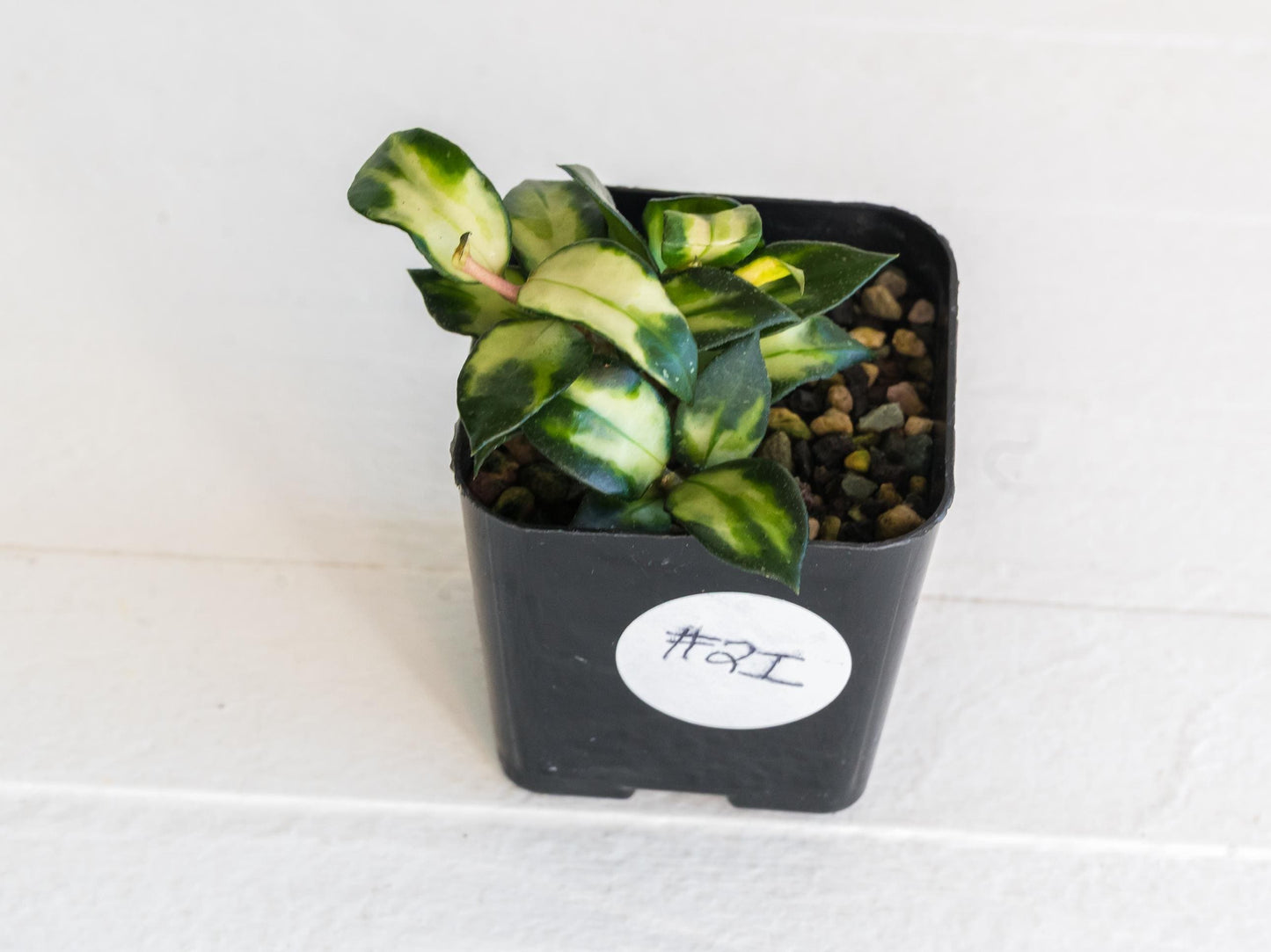 Hoya lacunosa 'Tricolor Bruno' | 2-Inch