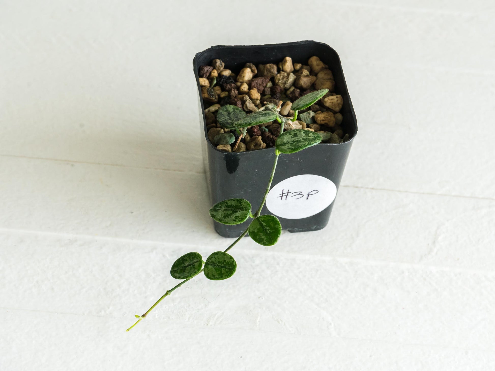 Hoya serpens (Splash) | 2-Inch