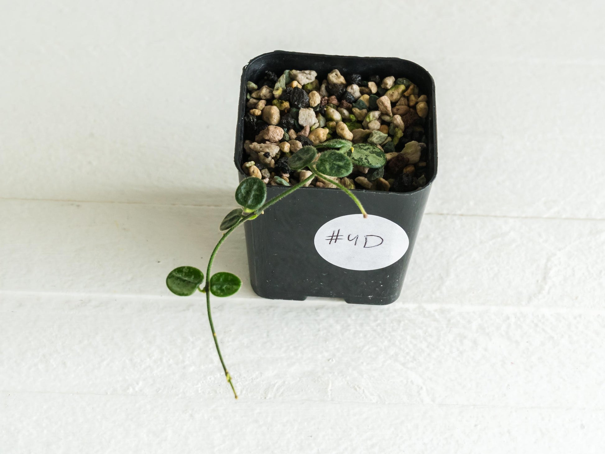 Hoya serpens (Splash) | 2-Inch