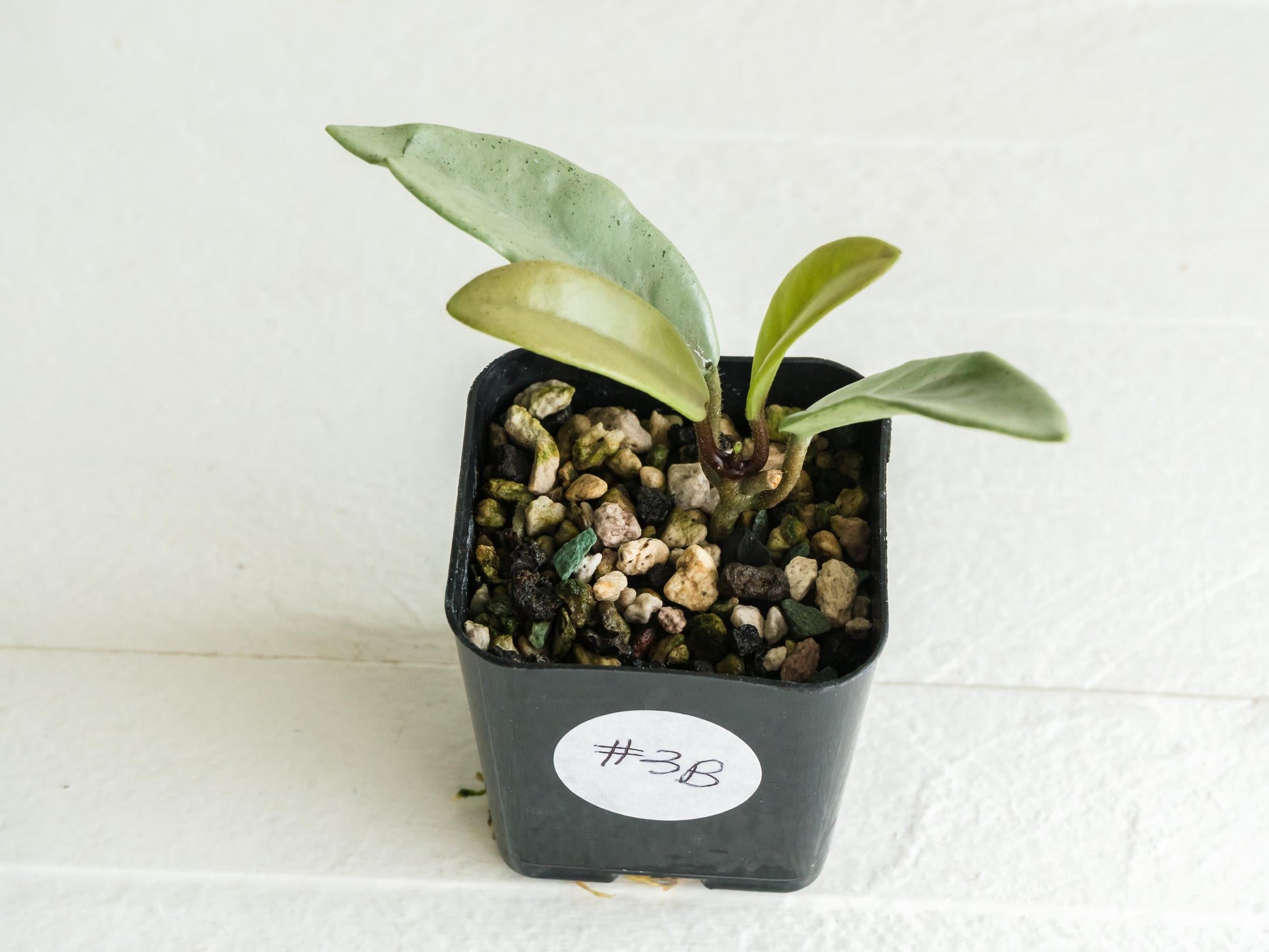 Hoya carnosa 'Wilbur Graves' (Silver) | 2-Inch