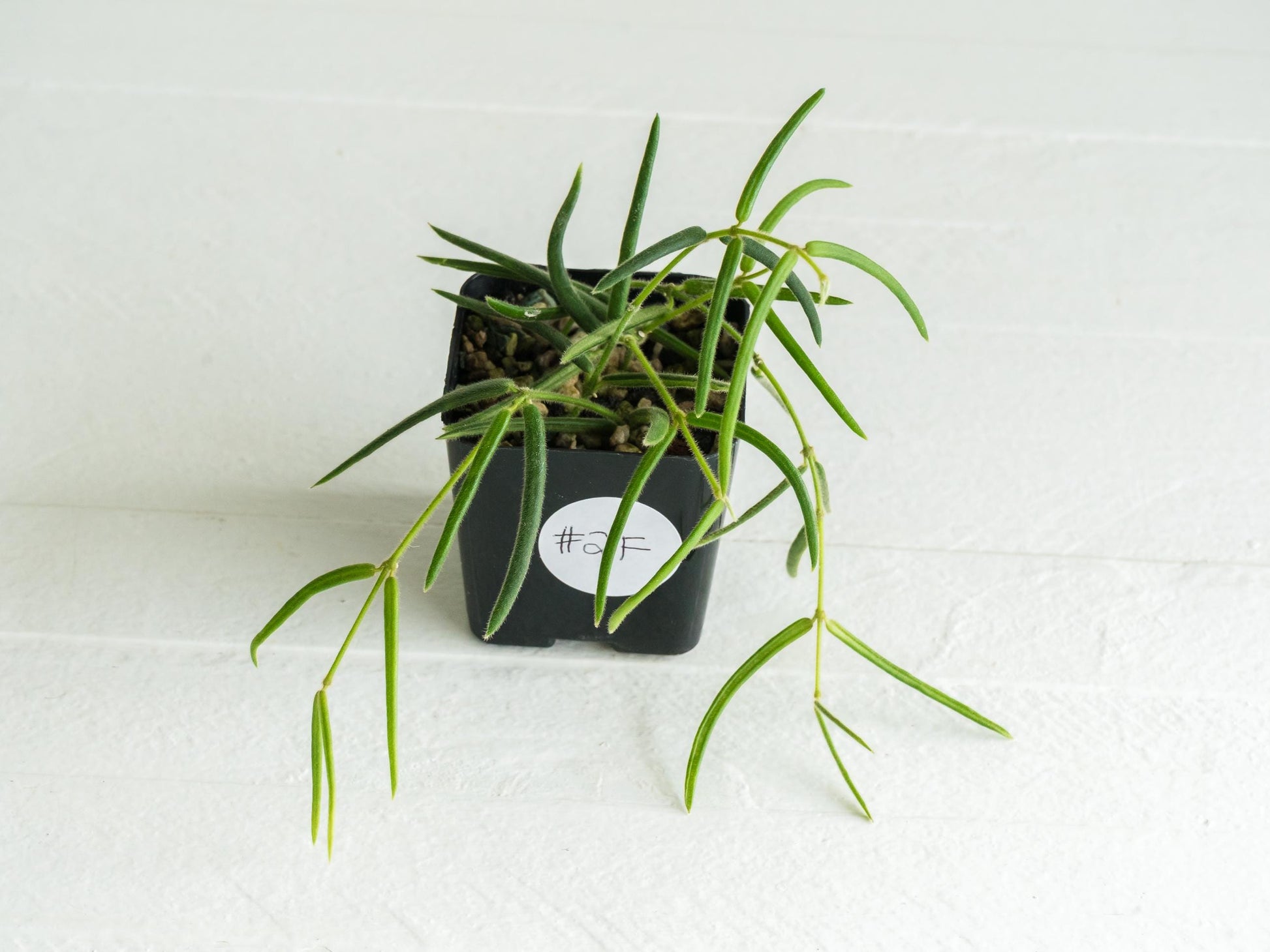 Hoya linearis | 2-Inch