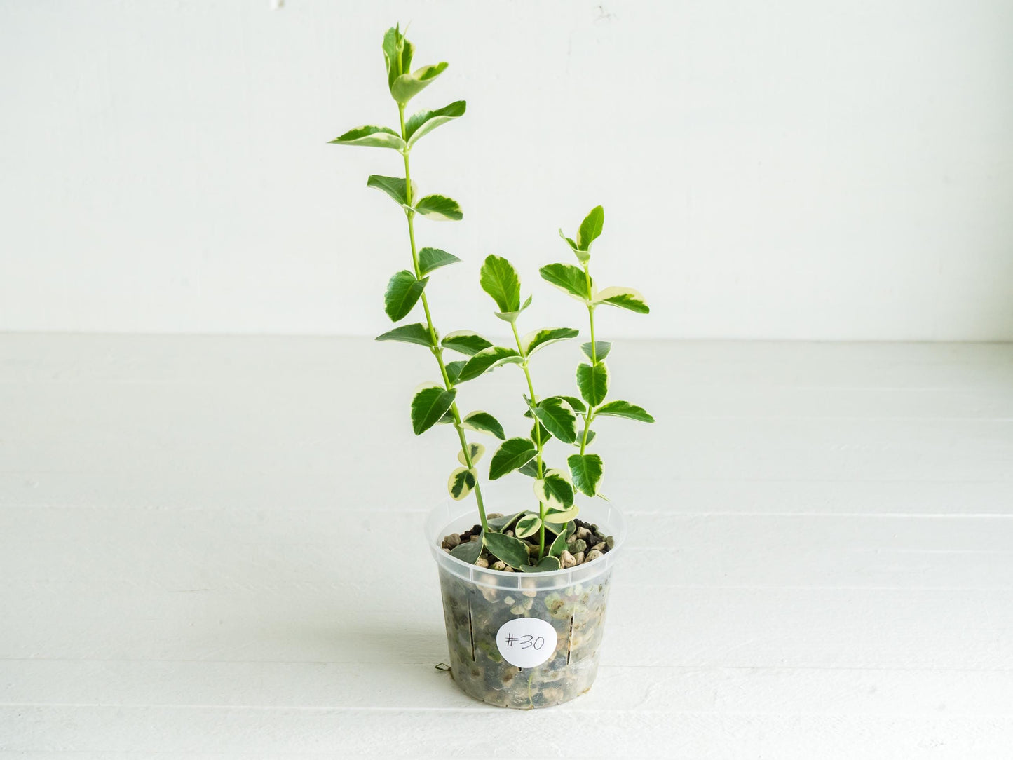 Hoya cumingiana (Albo | Outer Variegated) | 3-Inch