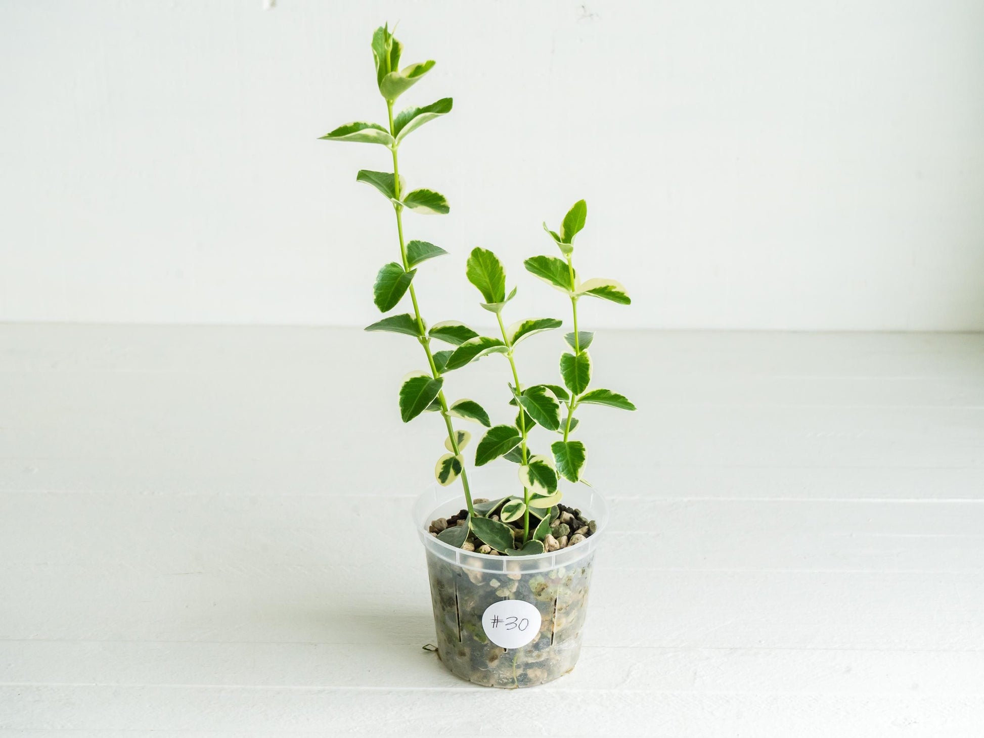 Hoya cumingiana (Albo | Outer Variegated) | 3-Inch