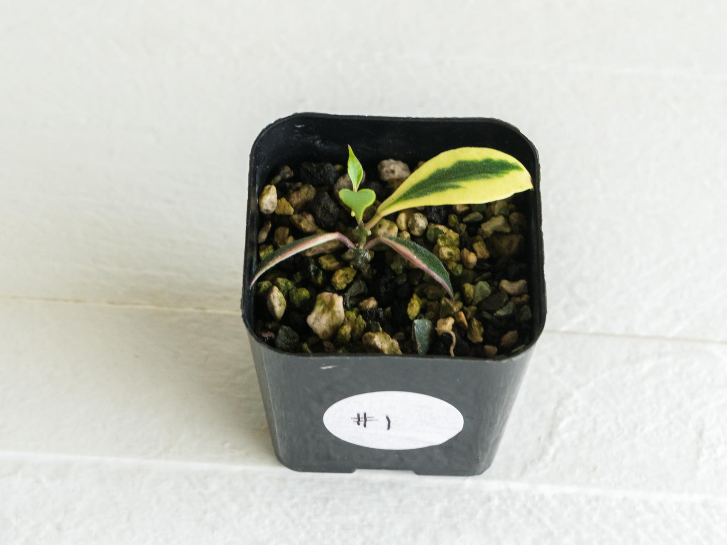 Hoya bakoensis (Outer Variegated - Albo) | 2-Inch