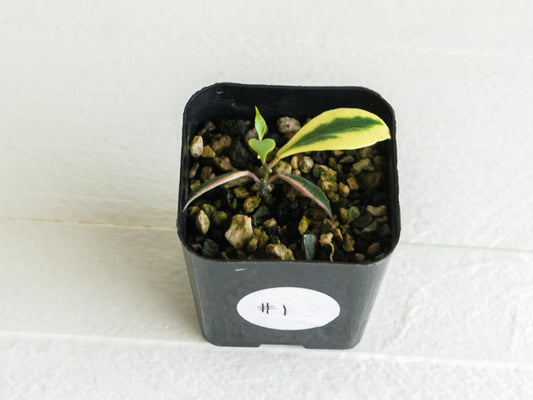 Hoya bakoensis (Outer Variegated - Albo) | 2-Inch