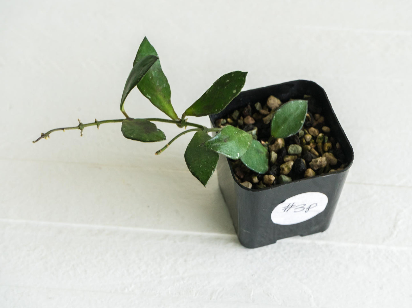 Hoya borneo (Small Leaf) | 2-Inch