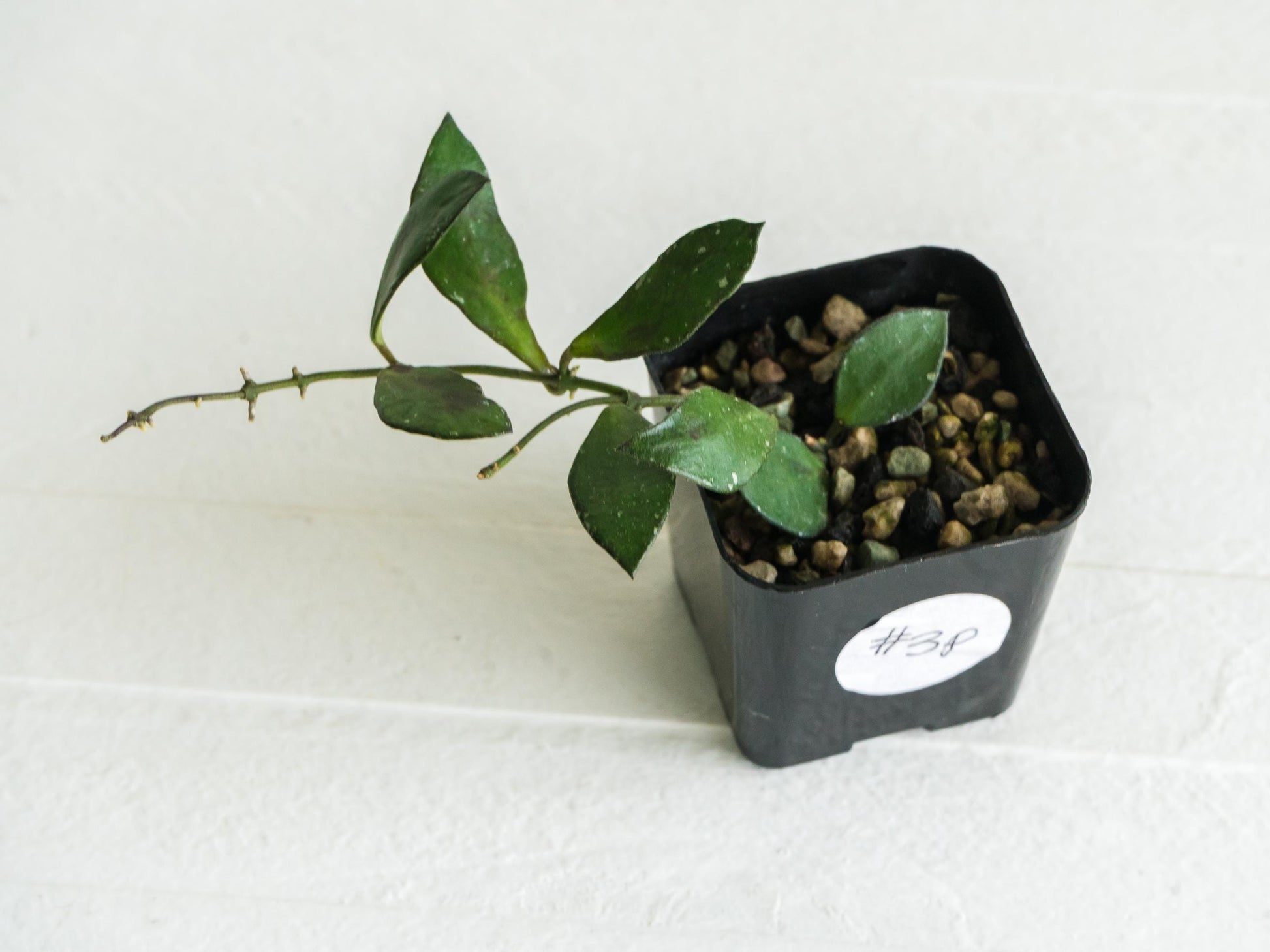 Hoya borneo (Small Leaf) | 2-Inch