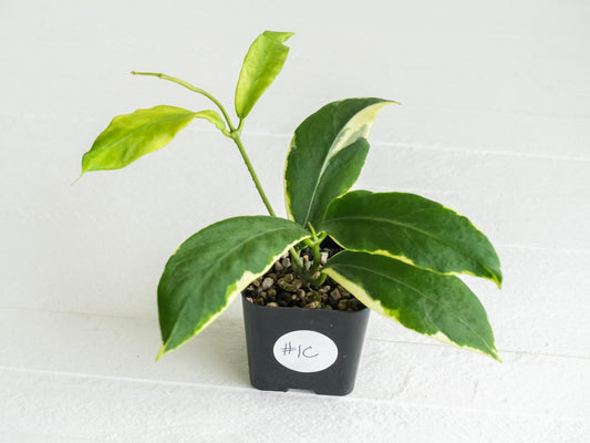 Hoya pimenteliana (Albo / Outer Variegated) | 2-Inch